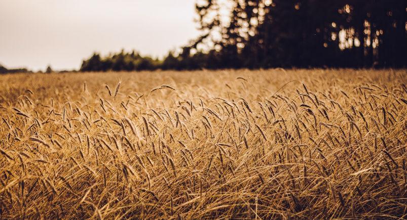 Wheat-field-blog A field of wheat