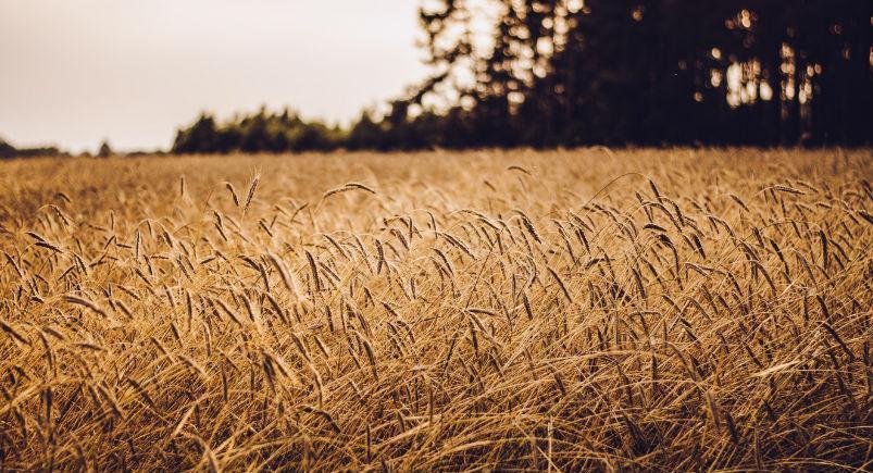 A field of wheat