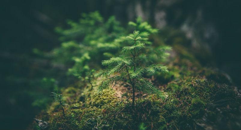 conifer-blog A growing plant