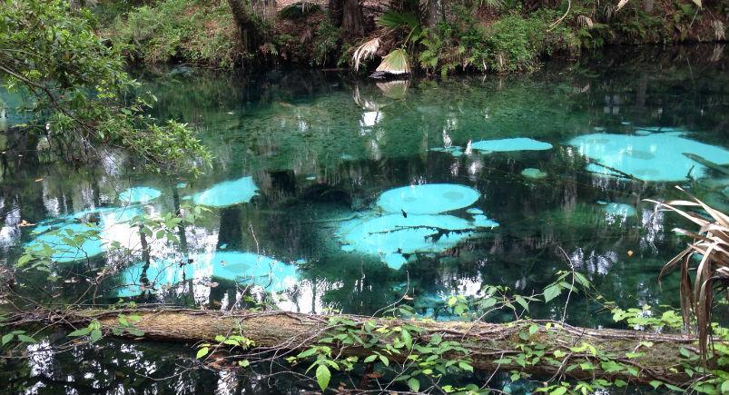 Juniper springs