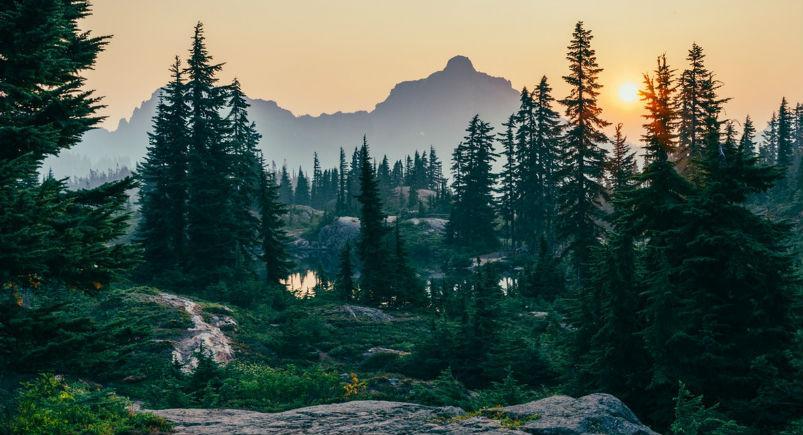 Pine trees in the mountains