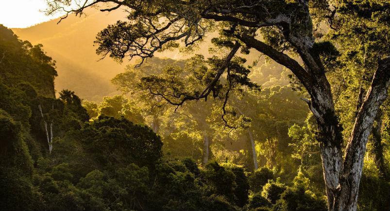 forest-going-green Forest