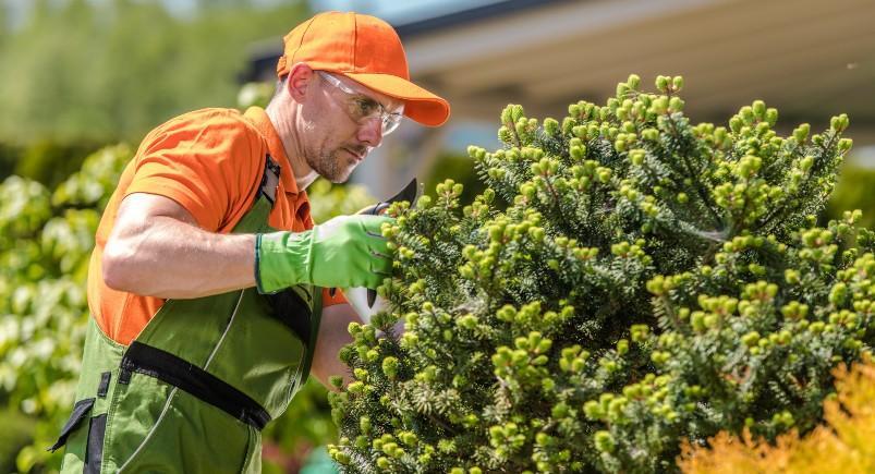 Tree care service employees working