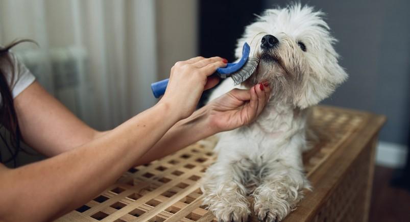 Dog grooming business managing payroll through Mobile Workforce Plus' Mobile Timekeeping