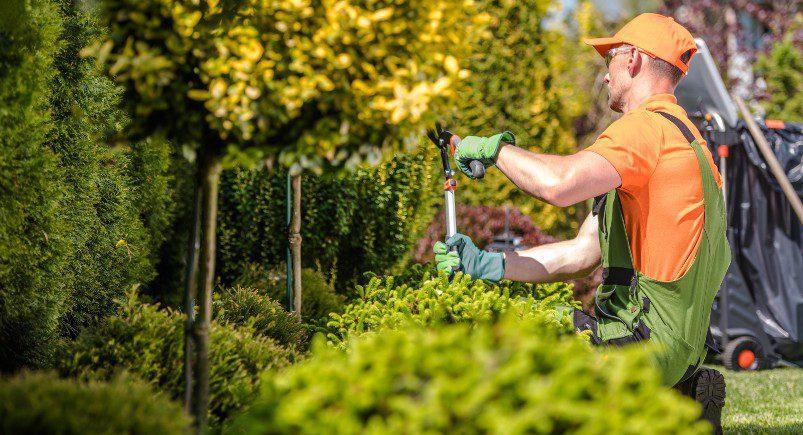 Landscaping employee cutting greenery