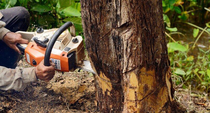 Tree removal company