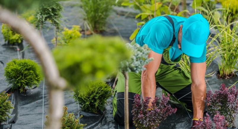 landscaping worker digging in garden