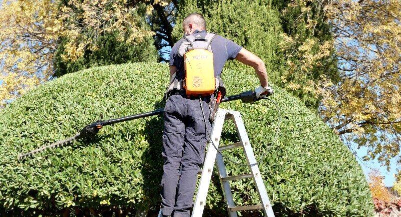 A landscaping business employee trimming a tree