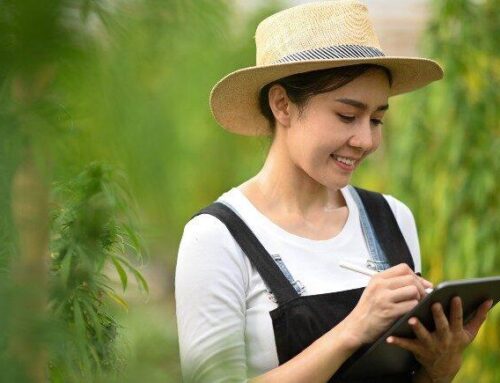 Streamlining Cannabis Operations: How Digital Solutions Help