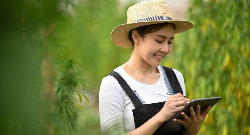 Cannabis farmer using digital solutions on a tablet device