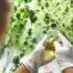 A scientist studying legal cannabis products