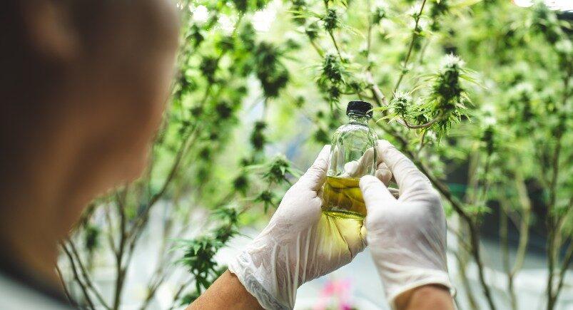 A scientist studying legal cannabis products